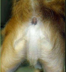picture of dog's hind end and an image of what appears to be Jesus can be seen
