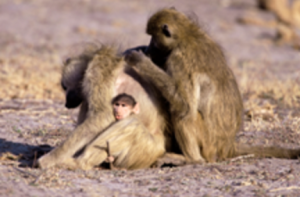 picture of monkeys grooming each other