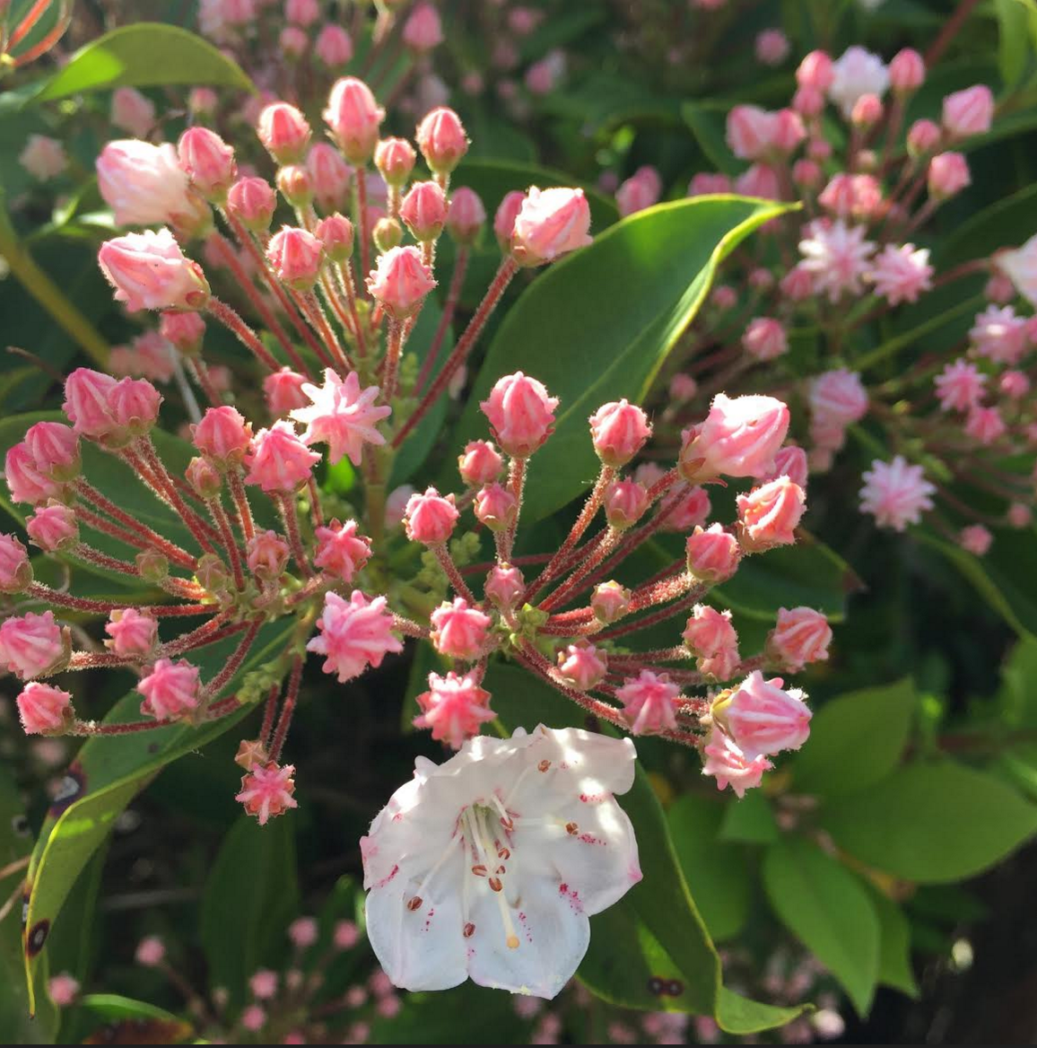good-habits-for-a-happy-life-mountain-laurel