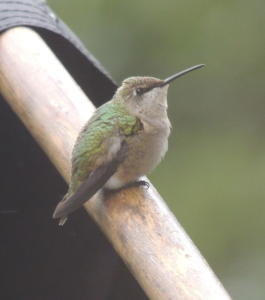 photo of hummingbird sitting on a flag pole
